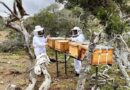 APICULTURA: LAS ABEJAS Y SU MARAVILLOSO MUNDO