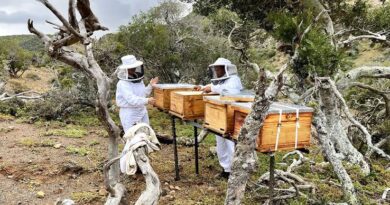 APICULTURA: LAS ABEJAS Y SU MARAVILLOSO MUNDO