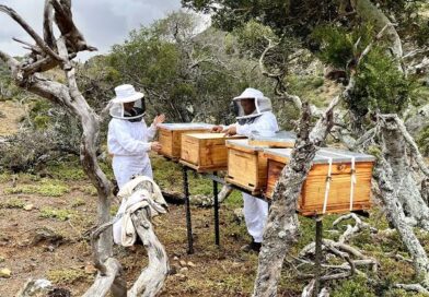 APICULTURA: LAS ABEJAS Y SU MARAVILLOSO MUNDO