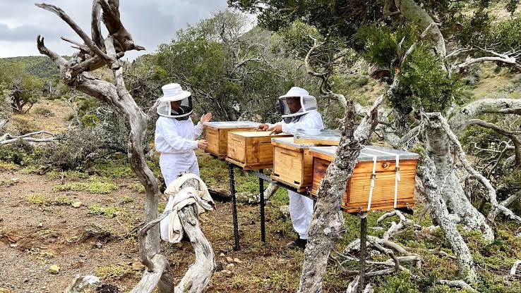 APICULTURA: LAS ABEJAS Y SU MARAVILLOSO MUNDO