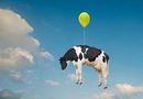 LAS VACAS CINCO ESTRELLAS
