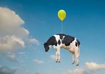 LAS VACAS CINCO ESTRELLAS